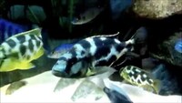 I have lots of breeding groups of pure bred stunning Malawi Cichlids for sale.