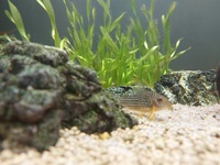 ALL SOLD Sterbai Corydoras, Emerald Corys, Blue Emperor Tetras £45