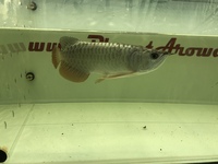 24 k MALAYSIAN GOLDEN CROSSBACK AROWANAS