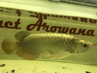 24 k MALAYSIAN GOLDEN CROSSBACK AROWANAS