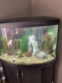 350litre corner aquarium