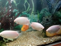 REDUCED PINK KISSING Gouramis - Extra Large