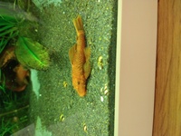 Super Red Bristlenose Plecs