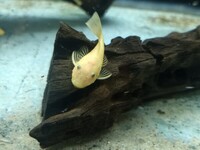 Blue Eyed Lemon Short Fin Bristlenose Plec