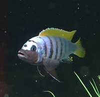 Jalo reef mbuna cichlids