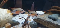 Elliotti Cichlid Pair