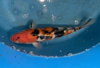 TOP QUALITY GENUINE JAPANESE KOI FOR SALE . COUNTY DURHAM