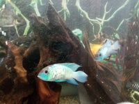 REDUCED - ELECTRIC BLUE ACARA - BREEDING PAIR