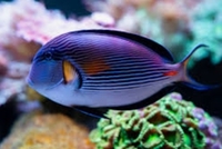 Sohal tang / collare butterfly fish Sold…