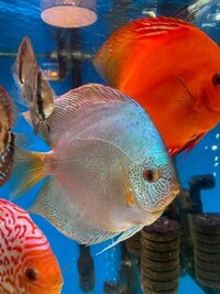 Discus Available Faversham