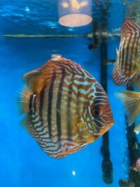 Discus Available Faversham