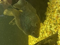 American Cichlids for sale £250