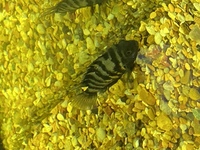 American Cichlids for sale £250