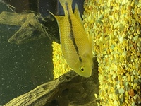 American Cichlids for sale £250