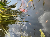 Baby pond goldfish available for free