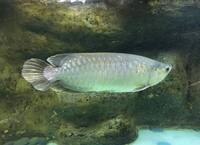 NAMI GREEN ASIAN AROWANA - 22-24inch - £400