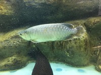 NAMI GREEN ASIAN AROWANA - 22-24inch - £400