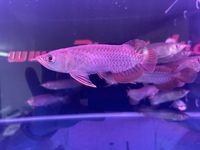 SPECIAL OFFER AROWANA