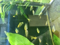 Gold gourami