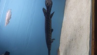 Gator Gar