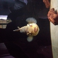 Jaguar cichlid