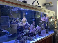 5FT COMPLETE REEF TANK INC LIVESTOCK £2K O.N.O