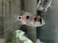 African butterfly cichlids