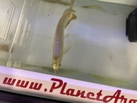 PLANET AROWANA NEW STOCKIST OF AROWANA