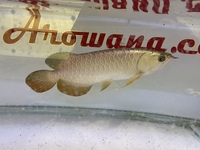 PLANET AROWANA NEW STOCKIST OF AROWANA