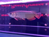 PLANET AROWANA NEW STOCKIST OF AROWANA