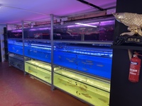 PLANET AROWANA NEW STOCKIST OF AROWANA