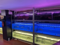 PLANET AROWANA NEW STOCKIST OF AROWANA