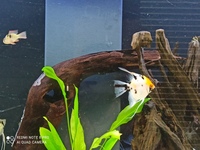 Adult angelfish for sale