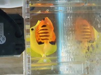 Yellow tang and flame angle