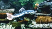 Red tailed catfish