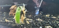 For sale Bristlenose plecos