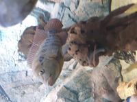 breeding pair of red terrors