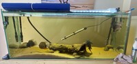 4ft Aquarium, Stock, Accessories & Stand