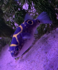 Figure 8 Puffer