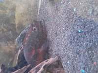 Chocolate Cichlids