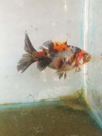 RARE FANCY GOLDFISH.. SHOW QUALITY