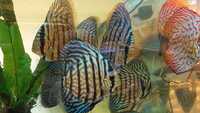 2-3 inch royal Blue Turquoise Discus - Symphysodon sp £24.99