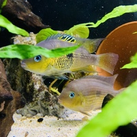 Amatitlania Myrnae aka Topaz Cichlids.