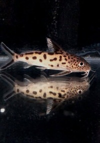 Synodontis multipunctatus group of 6