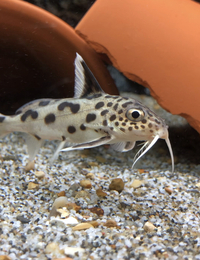 Synodontis multipunctatus group of 6