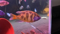 Large Giraffe Malawi Cichlid plus other cichlids North London