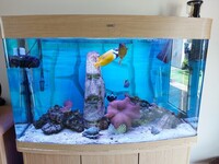 Marine Fish in Cleair Oak Wood Marine/Tropical Tank 335 Litres £720