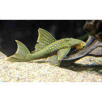 L200A HI FIN GREEN PHANTOM PLECO - Hemiancistrus subviridis OR Baryancistrus demantoides