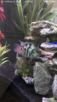 Rare blue polar parrot cichlids