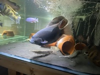 Red tail giant gourami NorthLondon